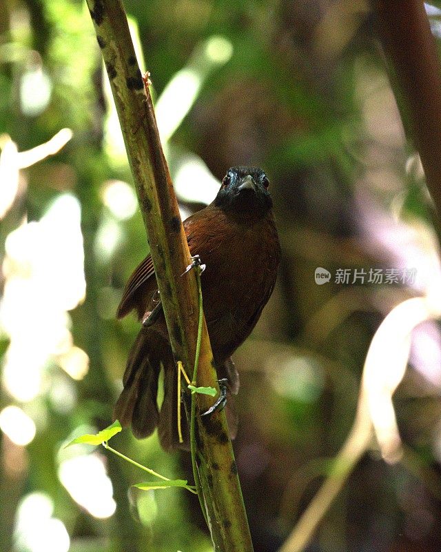 Chestnut-Backed Antbird